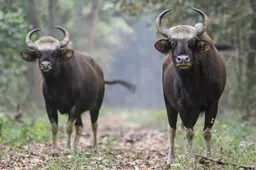 Gaur Jaldapara|Biswapriya